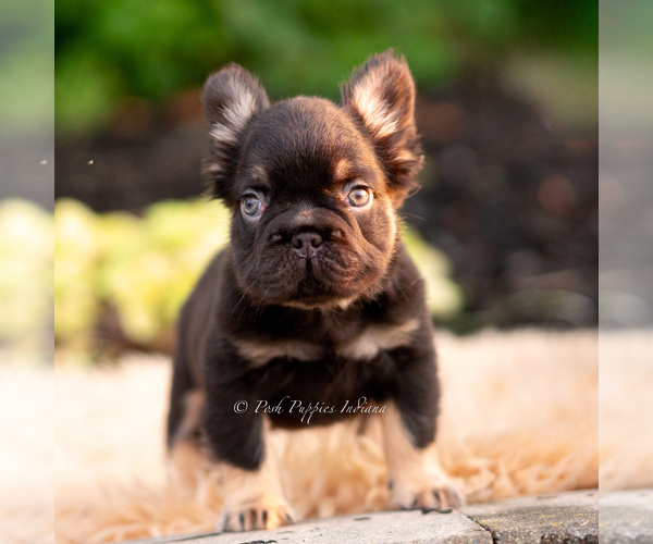 Medium Photo #5 French Bulldog Puppy For Sale in WARSAW, IN, USA