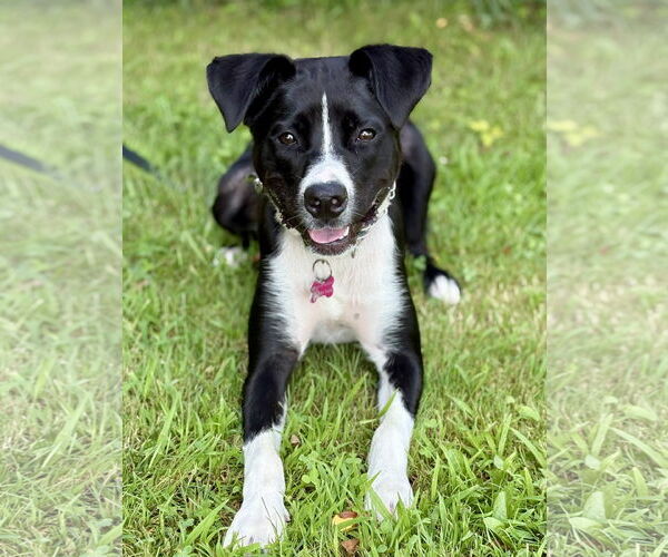 Medium Photo #11 Border Collie-Unknown Mix Puppy For Sale in Spring Lake, NJ, USA