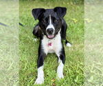 Small #10 Border Collie Mix