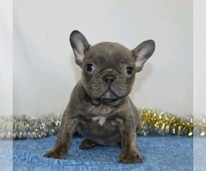 French Bulldog Puppy for sale in FREDERICKSBG, OH, USA
