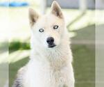Small Siberian Husky