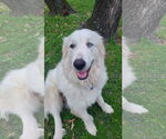 Small #20 Great Pyrenees