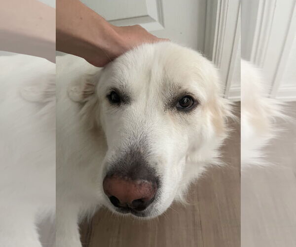 Medium Photo #6 Great Pyrenees Puppy For Sale in Houston, TX, USA