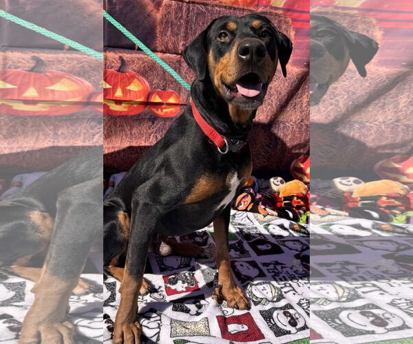 Medium Photo #7 Rotterman Puppy For Sale in Lake Elsinore, CA, USA