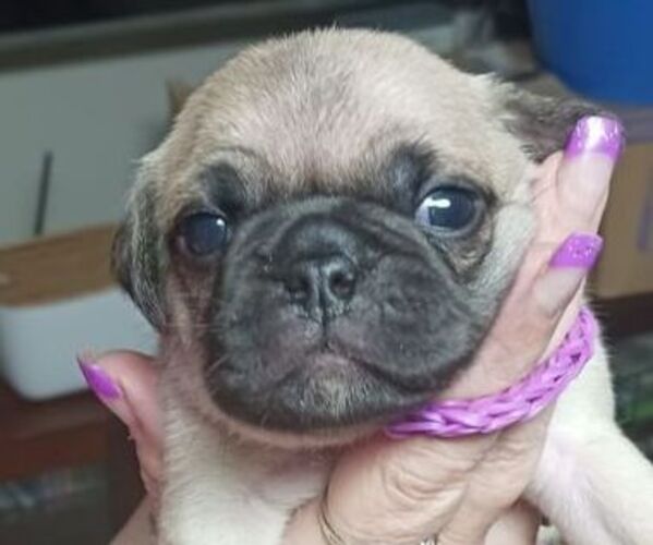 Medium Photo #1 Pug Puppy For Sale in SALEM, OR, USA