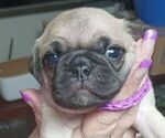 Small Photo #1 Pug Puppy For Sale in SALEM, OR, USA