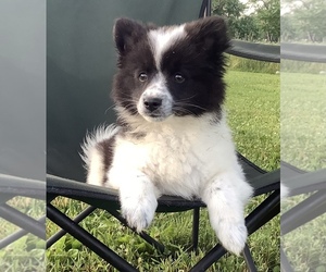 Miniature American Eskimo-Rat Terrier Mix Puppy for sale in HILLSBORO, WI, USA