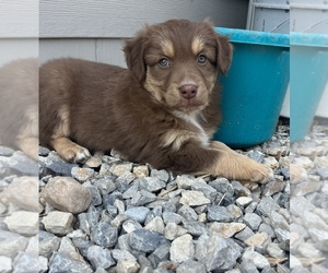 Australian Shepherd Puppy for sale in SPRINGDALE, WA, USA