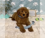 Small #3 Goldendoodle mix (+ Poodle Miniature)