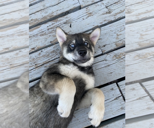 Medium Photo #3 Chow Chow-Siberian Husky Mix Puppy For Sale in GIDDINGS, TX, USA