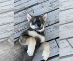Small Photo #3 Chow Chow-Siberian Husky Mix Puppy For Sale in GIDDINGS, TX, USA