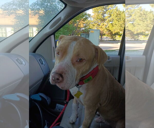 Medium Photo #7 Mutt Puppy For Sale in Sandy, UT, USA