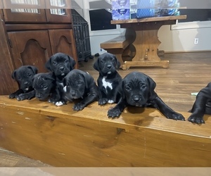 Cane Corso Puppy for sale in DANSVILLE, NY, USA