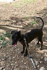 Italian Greyhound Puppy for sale in AUSTIN, TX, USA