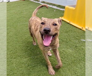 Mountain Cur-Unknown Mix Dogs for adoption in GILBERTS, IL, USA