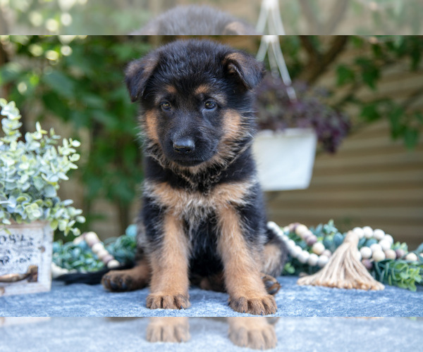 Medium Photo #3 German Shepherd Dog Puppy For Sale in MANTON, MI, USA