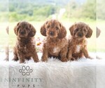 Small #2 Cavapoo (Miniature)