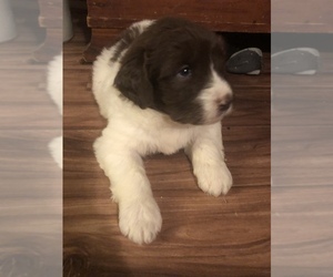 Newfypoo Puppy for sale in BEVERLY, OH, USA