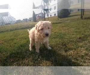Poodle (Miniature) Puppy for sale in ANOKA, MN, USA