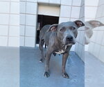 Small #1 American Staffordshire Terrier-Staffordshire Bull Terrier Mix