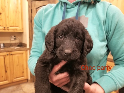 Medium Photo #3 Labradoodle Puppy For Sale in REXBURG, ID, USA