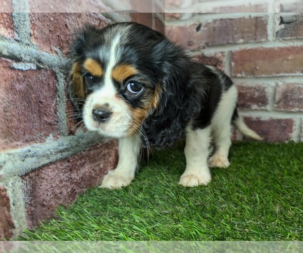 Medium Photo #11 Cavalier King Charles Spaniel Puppy For Sale in CLARK, MO, USA