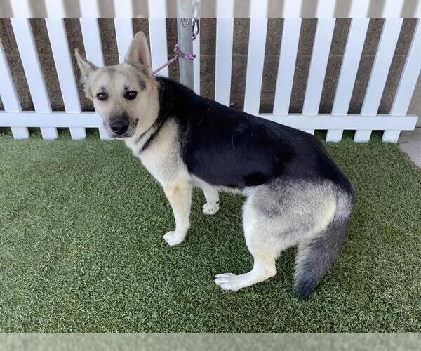 Medium Photo #1 German Shepherd Dog-Unknown Mix Puppy For Sale in Modesto, CA, USA