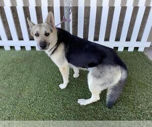German Shepherd Dog-Unknown Mix Dogs for adoption in Modesto, CA, USA