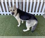 Small German Shepherd Dog Mix