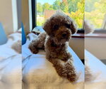 Small Photo #3 Poodle (Miniature) Puppy For Sale in Fort Wayne, IN, USA