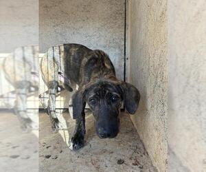 Mutt Dogs for adoption in Oklahoma City, OK, USA