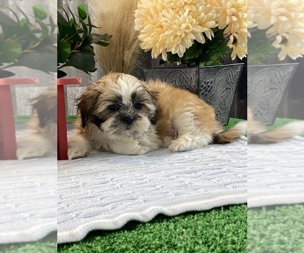Medium Photo #4 Shih Tzu Puppy For Sale in CANOGA, NY, USA