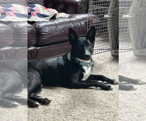 Border Collie-Unknown Mix Dogs for adoption in Boston, MA, USA