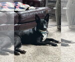 Small Border Collie Mix