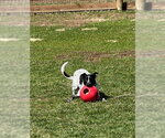 Small #10 Mutt