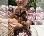 Puppy Puppy 1 Poodle (Toy)