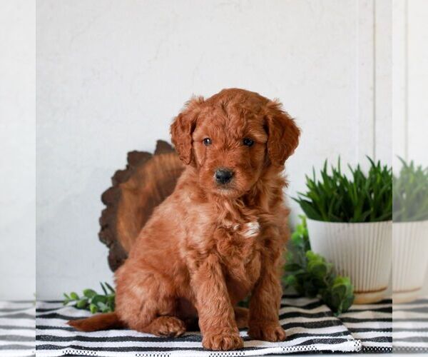 Medium Photo #4 Goldendoodle (Miniature) Puppy For Sale in LITITZ, PA, USA