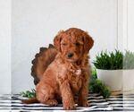 Small #3 Goldendoodle (Miniature)