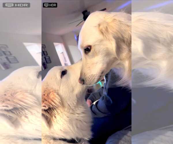 Medium Photo #3 Great Pyrenees Puppy For Sale in Hewitt, NJ, USA