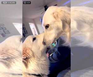 Bodhi - Male Great Pyrenees Dog for Adoption - Photo #3
