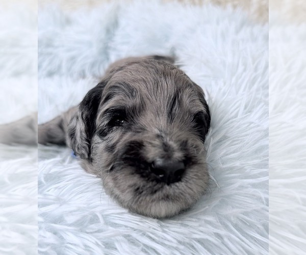 Medium Photo #56 Goldendoodle Puppy For Sale in PIERSON, FL, USA