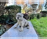 Small Photo #160 French Bulldog Puppy For Sale in HAYWARD, CA, USA