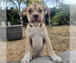 Small #2 Miniature Bulldog