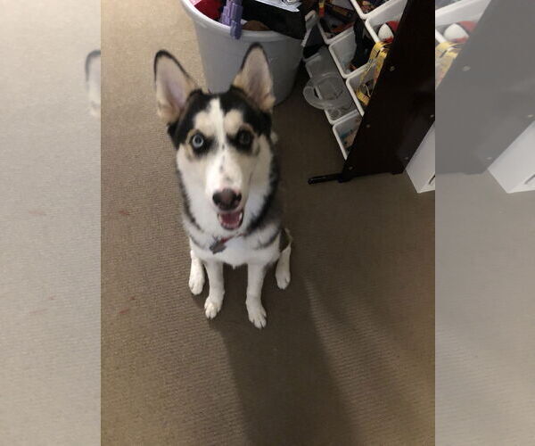 Medium Photo #1 German Shepherd Dog-Huskies  Mix Puppy For Sale in Woodland, CA, USA
