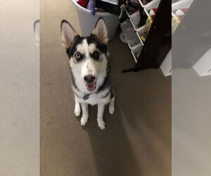Medium German Shepherd Dog-Huskies  Mix