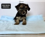 Small #3 Morkie