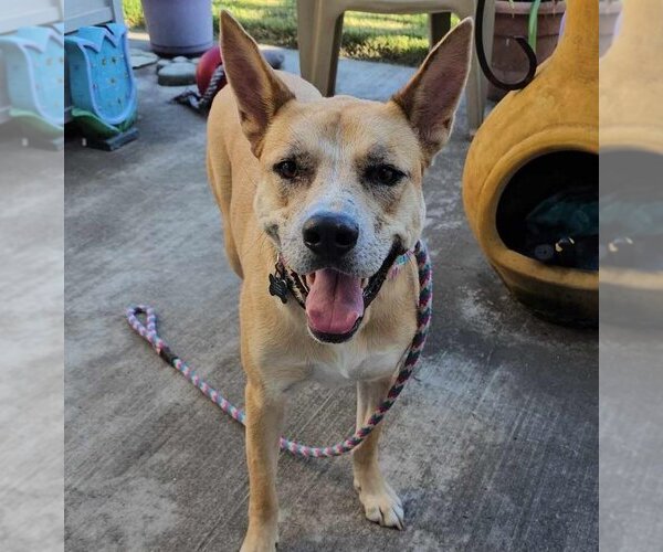 Medium Photo #33 Akita-Unknown Mix Puppy For Sale in Rockwall, TX, USA