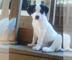 Small Beagle Mix