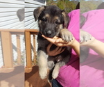 Small Photo #3 German Shepherd Dog Puppy For Sale in LAWRENCEBURG, TN, USA