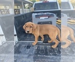 Small Photo #5 Labrador Retriever Puppy For Sale in LINCOLN, CA, USA